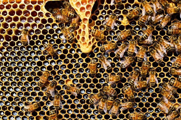 propoleo-abejas-valenciafarmacia