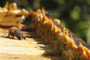 propolis-abejas-valenciafarmacia